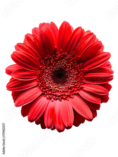 Beautiful red gerbera flower isolated on transparent background