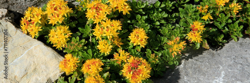 Mauerpfeffer oder Fetthenne (Sedum) Alpenpflanze mit gelben Blüten, Panorama  photo