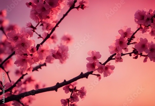 Cherry Blossom Branches Against a Gradient Red Background © ArtisticLens