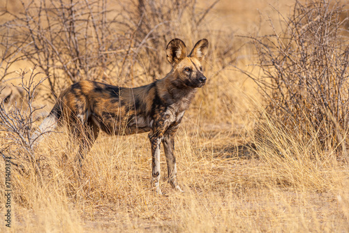 African wild dog (Lycaon pictus) standing in the bushes, Central Kalahari Game Reserve, Botswana © Chris