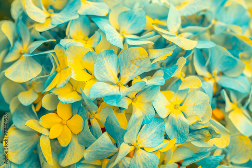 Yellow-blue flowers close-up. Bouquet of colorful flowers. City flower beds, a beautiful and well-kept garden with flowering shrubs. © Vera