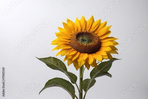 sunflower on white backdrop, copy space