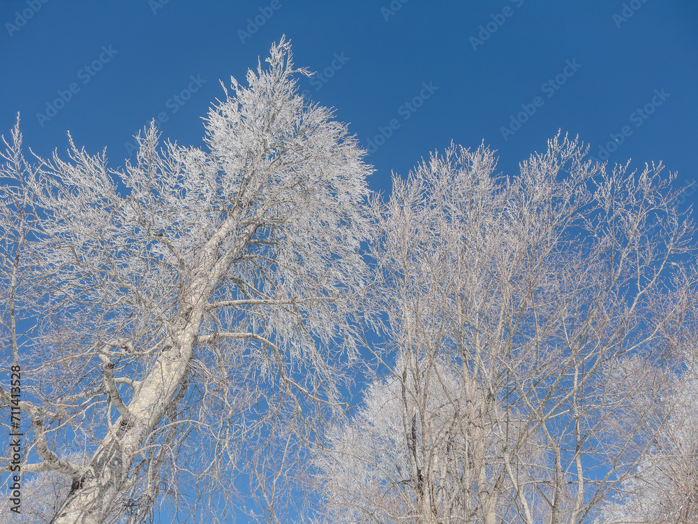 beautiful landscape trees with snow covered branches in the forest and blue sky in winter beautiful landscape trees with snow covered branches in the forest and blue sky in winter