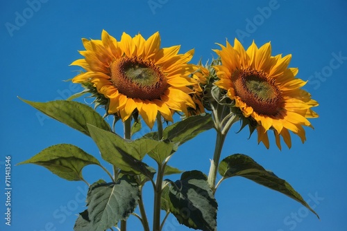 sunflower on blue sky background