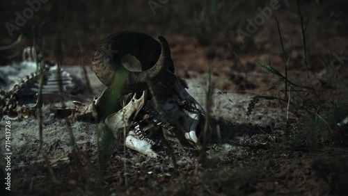 Skull and bones of a dead goat laying on the ground at night photo
