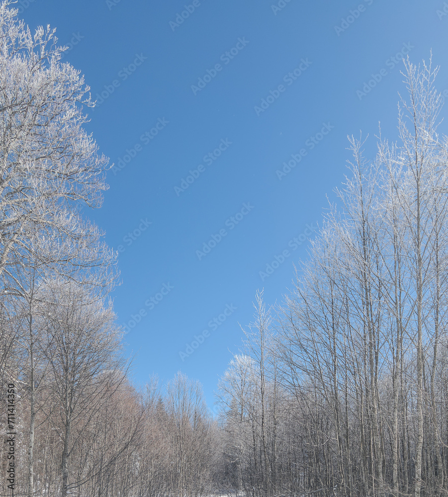 beautiful landscape trees with snow covered branches in the forest and blue sky in winter beautiful landscape trees with snow covered branches in the forest and blue sky in winter