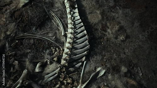 Carcass and scattered bones of a dead goat on the ground at night