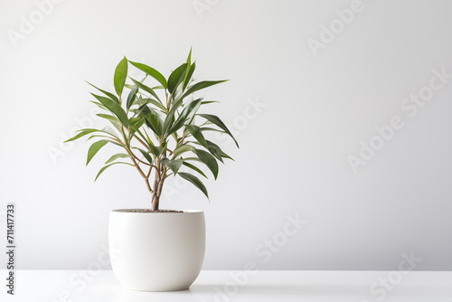 Indoor plant in a pot on the white background. Space for text. Generative AI