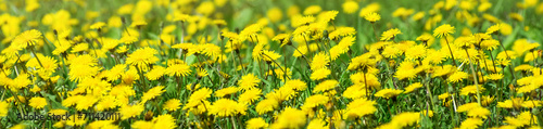   Flowers of dandelion are in the rays. Natural spring background with blooming dandelions flowers. Many yellow dandelion flowers on meadow in nature.