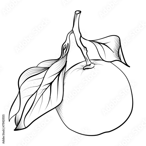 hand drawing of a citrus mandarin fruit vector