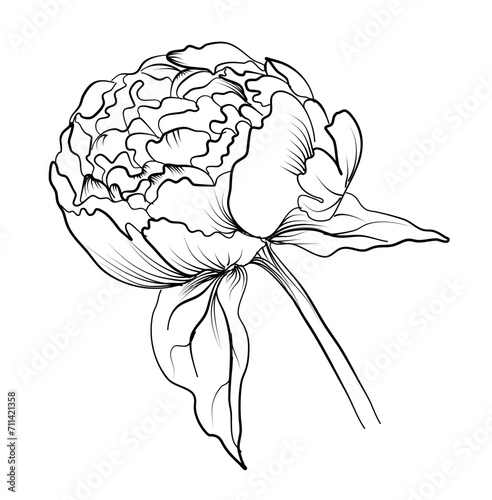 black and white hand drawing of a peony flower vector illustration
