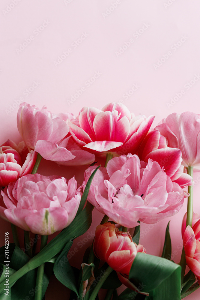 Beautiful red tulips flat lay on pink background. Stylish floral border with space for text. Happy Valentines day and happy mother's day. Tender pink and red flowers template Beautiful red tulips flat lay on pink background. Stylish floral border with space for text. Happy Valentines day and happy mother's day. Tender pink and red flowers template