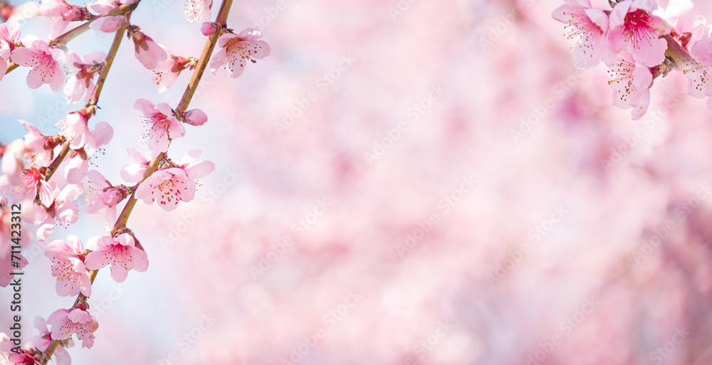 incredibly beautiful branches with pink flowers of a blooming peach tree in the garden. Banner. Free space for your texts and others.
incredibly beautiful branches with pink flowers of a blooming peach tree in the garden. Banner. Free space for your texts and others.