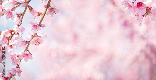 incredibly beautiful branches with pink flowers of a blooming peach tree in the garden. Banner. Free space for your texts and others.

 photo