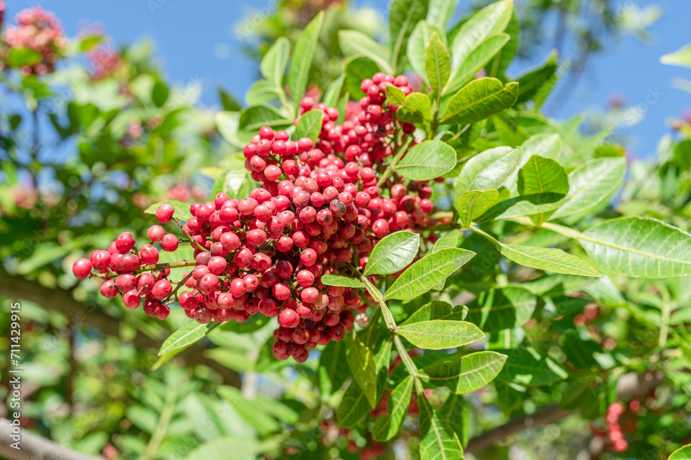 Fresh pink peppercorns on peruvian pepper tree branch. Blue sky at the background. Fresh pink peppercorns on peruvian pepper tree branch. Blue sky at the background.