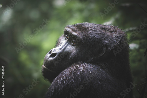 A thoughtful mountain gorilla gazes upwards its profile accentuated by the soft natural light filtering through Bwindi Forest