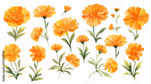 Calendula flowers. Hand drawn watercolor illustration. Isolated on white background.