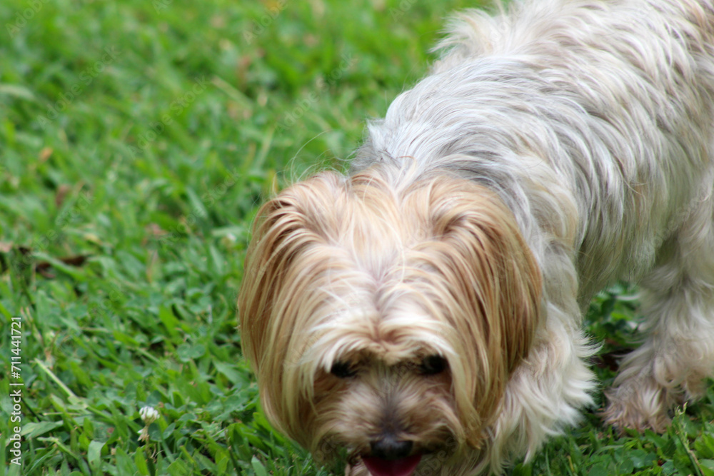 yorkshire terrier on the grass. yorkshire terrier on green grass. dog in the grass. yorkshire terrier on the grass. yorkshire terrier on green grass. dog in the grass.