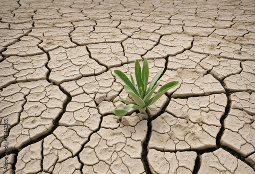 Close-up of parched earth with sprouting plant. Symbolizing drought, climate crisis, and environmental impact.