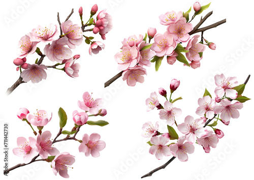 Sakura Branch with Flower Buds PNG