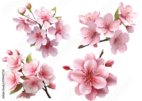 Sakura Flower PNG
