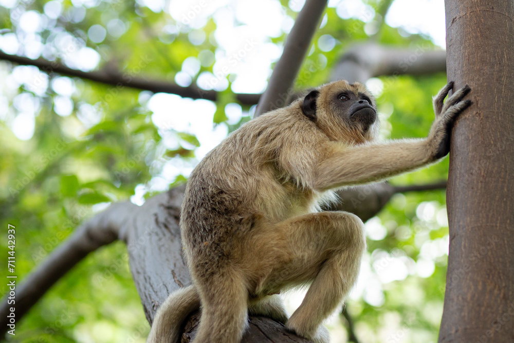 Naklejka premium Um Macaco-bugio preto, fêmea, empoleirado em um galho de uma árvore no parque. (Alouatta caraya)