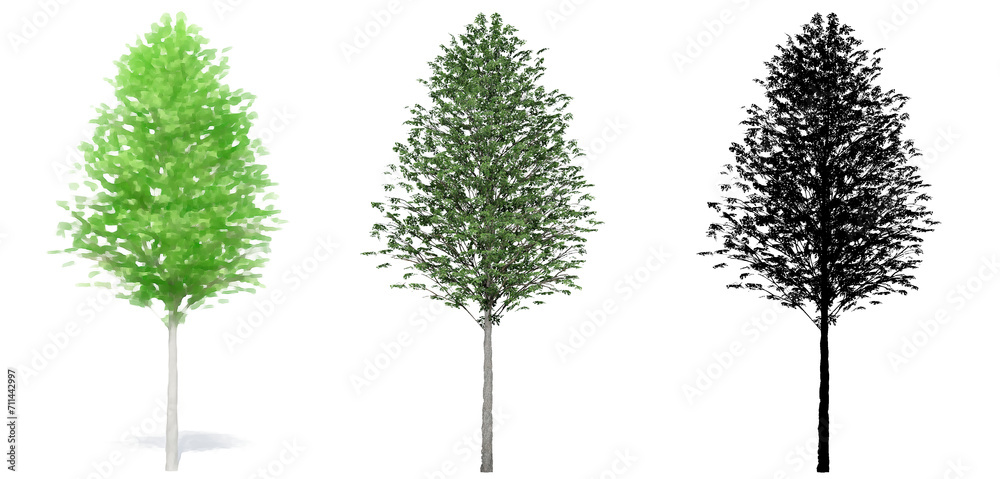 Fototapeta premium Set or collection of European Linden trees, painted, natural and as a black silhouette on white background. Concept or conceptual 3d illustration for nature, ecology and conservation, strength