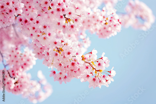 "Blossoming Cherry Tree in Frame", spring art
