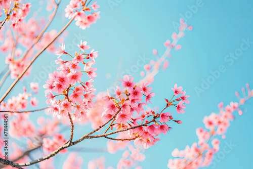 "Blooming Cherry Blossom Delight", spring art