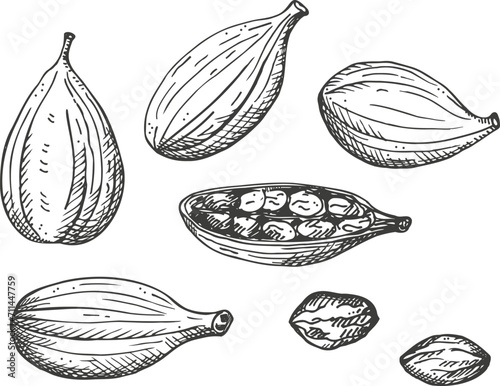 Cardamom aromatic camphor spice engraved sketch hand drawn ink fresh and dried fruit pods of cardamom plant. Eastern traditional medicine, food, Ayurveda, harvest seeds cardamum, ingredient. Vector photo