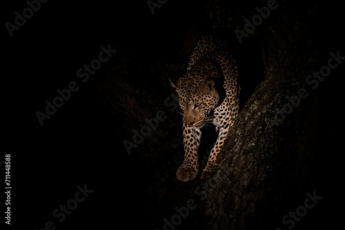 Leopard in the night. Male leopard (Panthera pardus) protecting his prey in a tree after dark in Sabi Sands Game Reserve in the Greater Kruger Region in South Africa photo