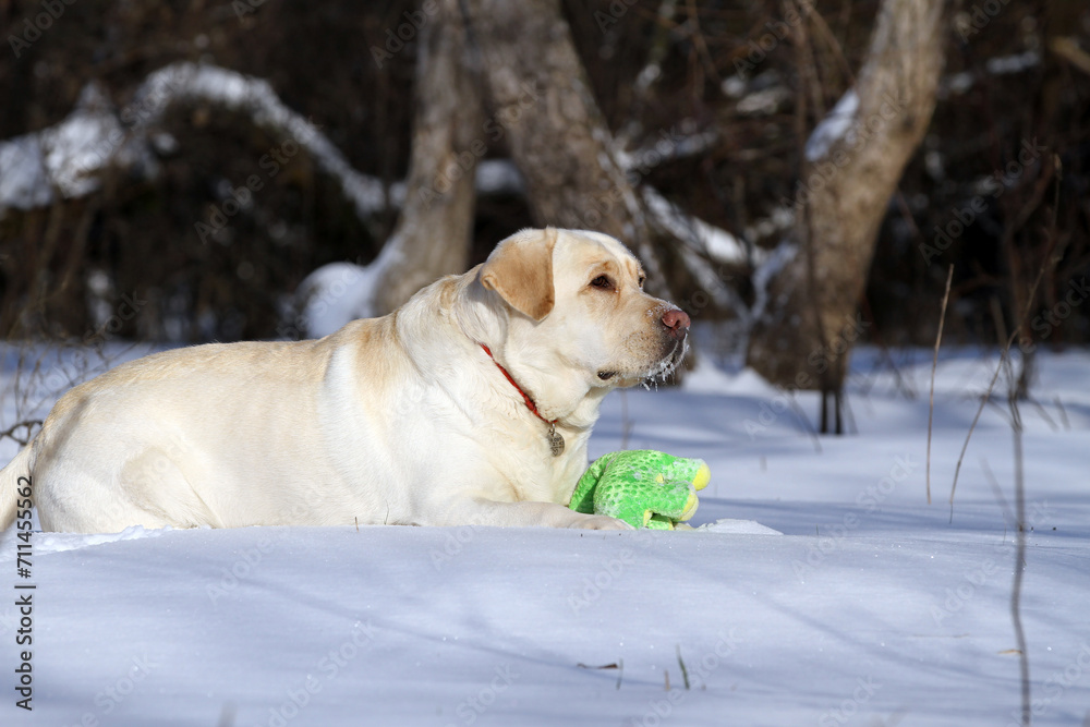 yellow labrador retriever in winter close up yellow labrador retriever in winter close up
