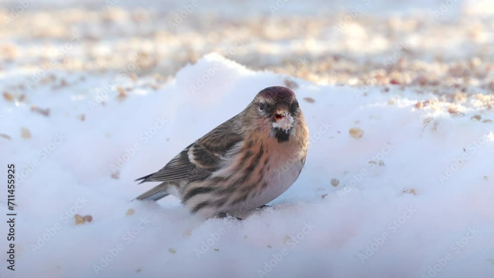 bird common redpoll on ground feeding winter scene natural world norway bird common redpoll on ground feeding winter scene natural world norway