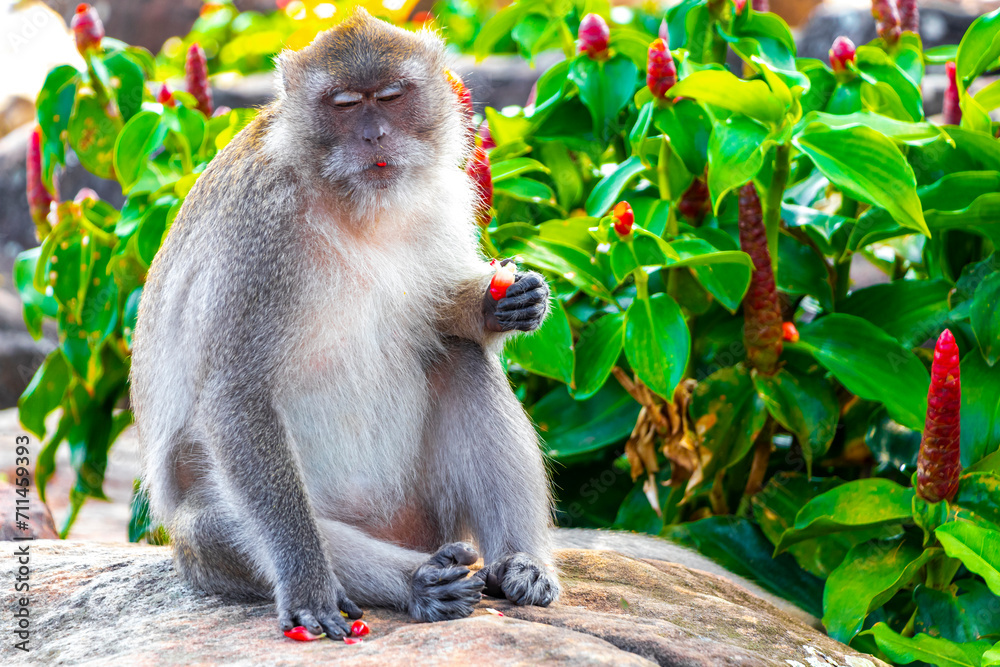 Gray monkey macaque sitting eating Koh Phi Phi Don Thailand. Gray monkey macaque sitting eating Koh Phi Phi Don Thailand.
