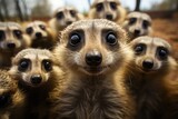 A curious clan of meerkats stand together, their snouts twitching with excitement as they gaze at the camera, their sleek fur glinting in the warm sun on the open savannah