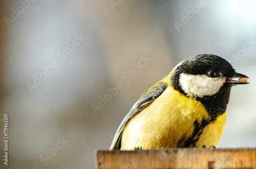 Close up of yellow great tit (Parus Major) eating seeds at feeder