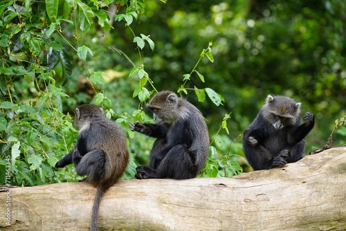 african wildlife, blue monkey, tree