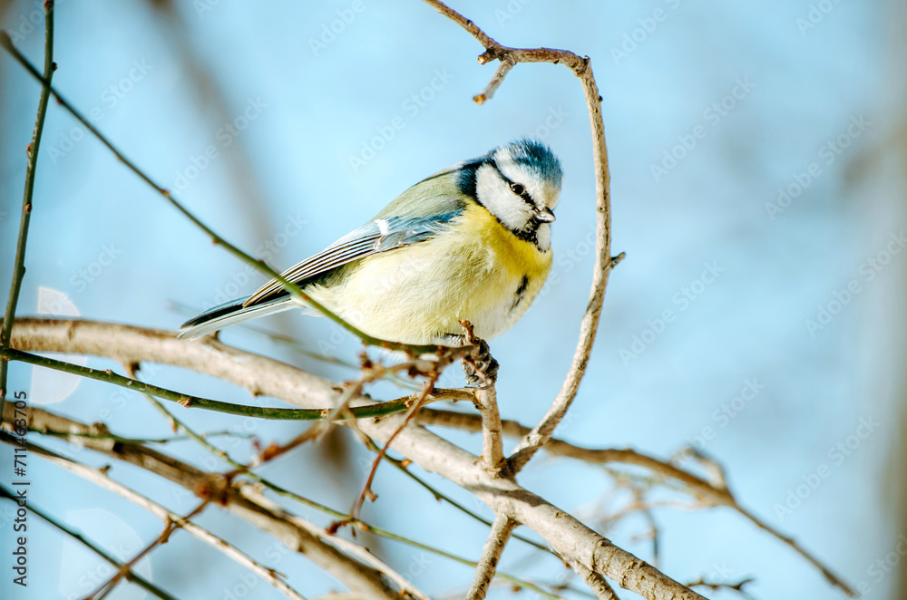 Blue tit bird on tree branch in winter forest Blue tit bird on tree branch in winter forest