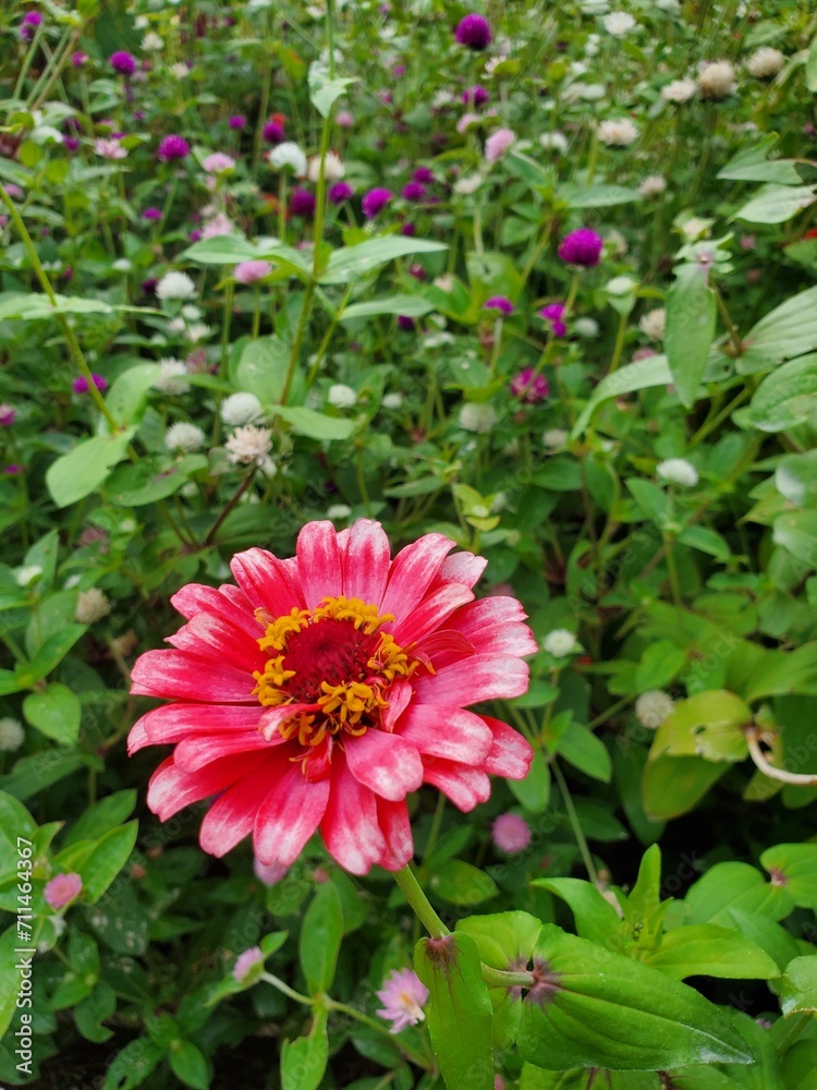 公園の花 公園の花
