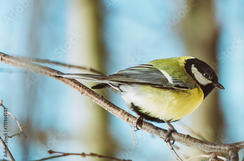 Close up of yellow great tit bird on a tree branch in winter