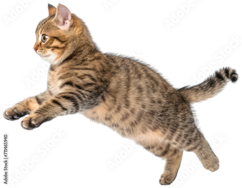 Cat jumping illustration PNG element cut out transparent isolated on white background ,PNG file ,artwork graphic design.