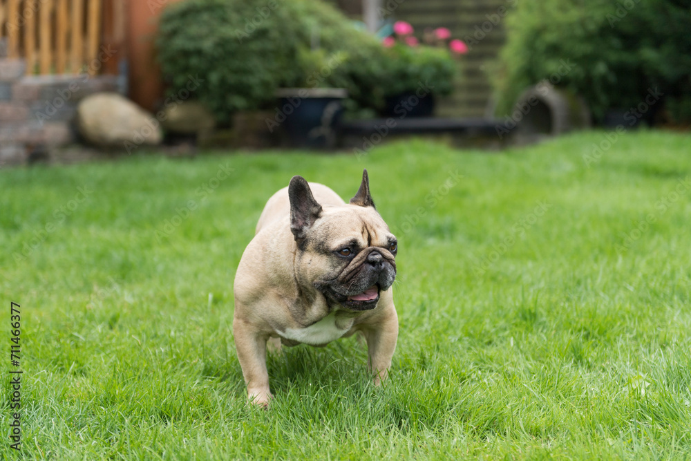 Französische Bulldogge steht im Garten Französische Bulldogge steht im Garten