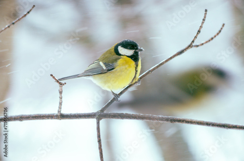Close up of yellow great tit bird on a tree branch on a snowy winter day