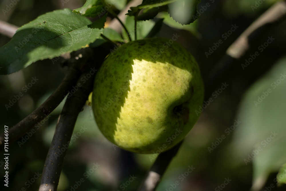 Apple on a branch. Fresh fruit. Green apple. Apple on a branch. Fresh fruit. Green apple.
