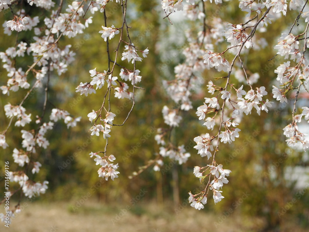 春の花 桜 枝垂れ桜 春の花 桜 枝垂れ桜