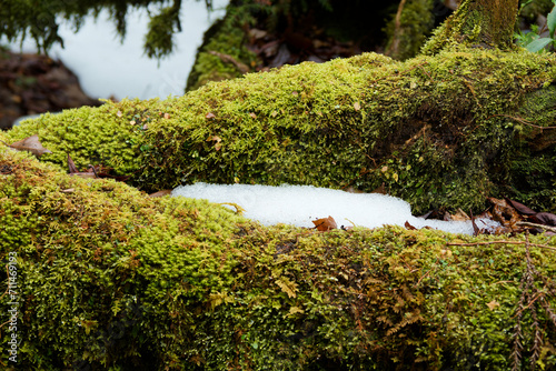 苔の生えた倒木と雪の結晶