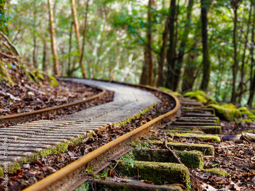 森の中を進む屋久島の縄文杉トレッキングのトロッコ道