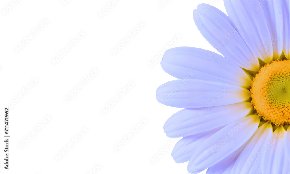 White and yellow daisy flower border isolated on white White and yellow daisy flower border isolated on white