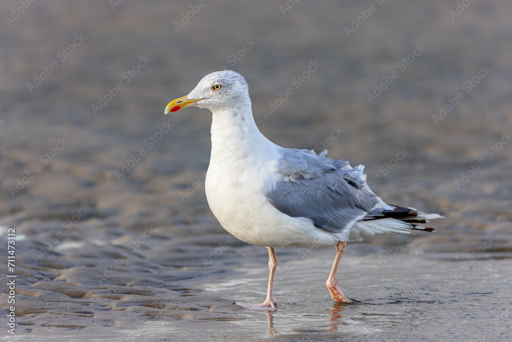 European herring gull (Larus argentatus) at on the beach on Juist, East Frisian Islands, Germany. European herring gull (Larus argentatus) at on the beach on Juist, East Frisian Islands, Germany.