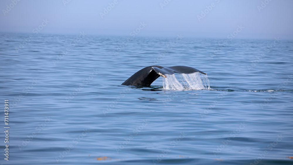 Fototapeta premium Buckelwal